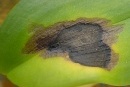 Pseudomonas, Bacterial Brown Spot on Phalaenopsis Orchid - photo courtesy of www.orchidplants.info
