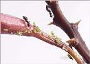 Ants Farming Aphids on Orchids - photo courtesy of the American Orchid Society