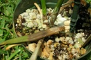 Black Rot (Pythium, Phytophthora) on Cattleya Orchid