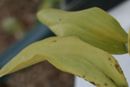 Fusarium Wilt - Orchid in Final Stages