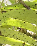 Phyllosticta on Orchid - photo courtesy of the American Orchid Society
