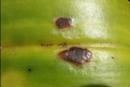 Edema on the Upper Surface of a Cattleya Orchid Leaf - photo courtesy of Robert Cating