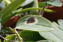 Sunburn on Cattleya Orchid Leaf