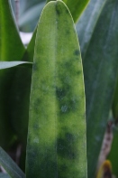 Magnesium Deficiency can Leaf Mottling after Exposure to Temeperature Extremes