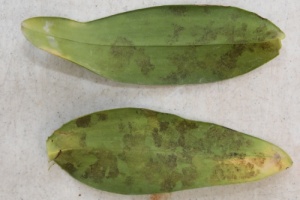 New Anthracnose on Lower Surface of Cattleya Leaf