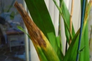 Anthracnose on Oncidium Orchid