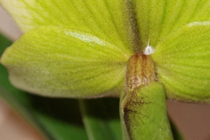 Mealybug on Paphiopedilum Orchid Flower