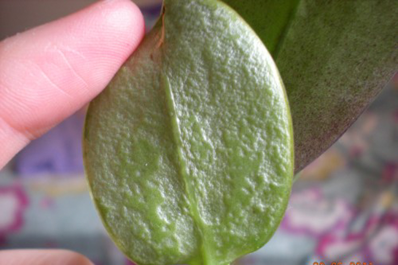 Images of Mites on Orchids