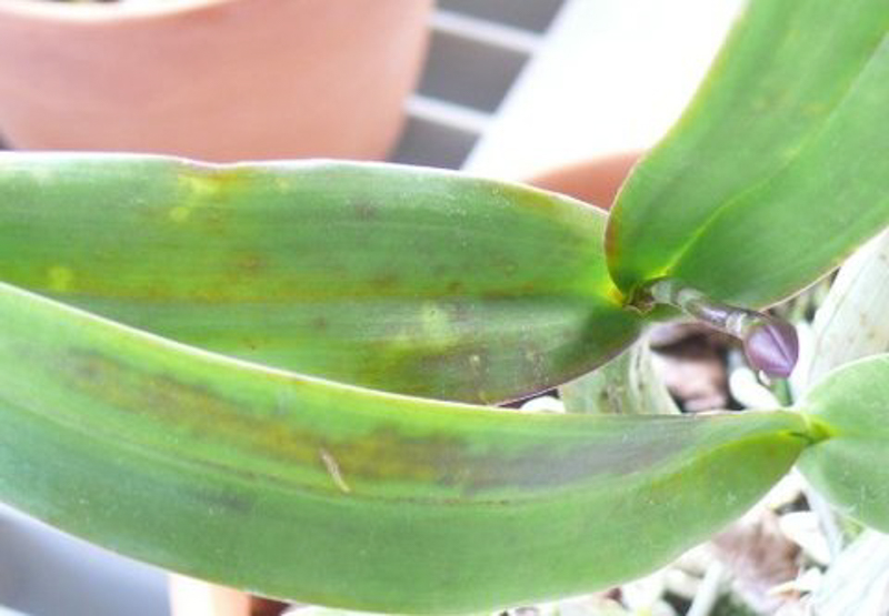 Images of Bacterial Brown Spot on Orchids