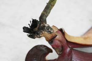 Southern Blight on Phalaenopsis Orchid