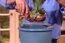 Dunk Plants in Bucket to Fertilize