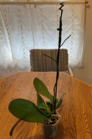 First Orchid - What's Next