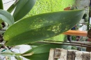 Splotchy Spotting on Cattleya Leaves