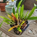 Yellowing and Blackening Leaves