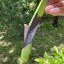 Rot from Water Pocketing