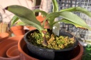 Habenaria Stem Mushy