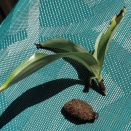 Habenaria Stem Mushy