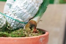 Catasetum Growing Keikis on Pseudobulb
