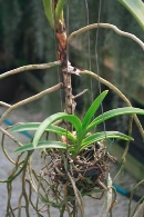 Vanda Orchid Keikis at Base after Losing Lower Leaves