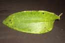 Fungal Leaf Spots on Dendrobiums