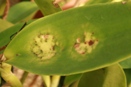 Cercospora Fungus on Cattleya Orchid Leaf