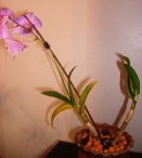 Dendrobium Orchid Leaf Loss from Environmental Changes