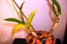 Dendrobium Orchid Leaf Loss from Environmental Changes