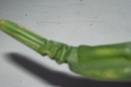Accordion Pleating on Oncidium Leaf
