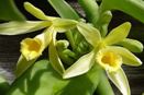 Vanilla Orchids Can Produce Vanilla Beans