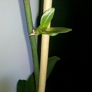 Orchid Keiki on Phalaenopsis Spike