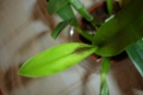 Fungus or Virus on Cattleya Orchid