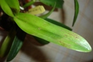 Fungus or Virus on Cattleya Orchid