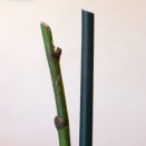 Cut Phalaenopsis Spike to Encourage Reblooming?