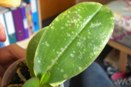 Mites Pock Marking Phalaenopsis Leaves