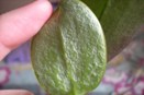 Mites Pock Marking Phalaenopsis Leaves