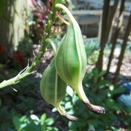 Seed Pod on Epidendrum radicans