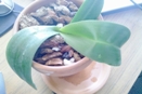 Recently Planted Phalaenopsis Keiki