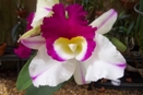 Cattleya Orchid Opens Upside Down