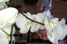 Soft Brown Scale on Phalaenopsis Orchid Flowers