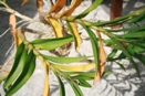 Dendrobium Leaves Yellowing
