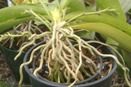 Aerial Roots on Phalaenopsis