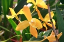 Deformed Orchid Flowers
