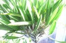 Cattleyas Outgrowing Their Baskets