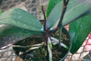 Flower Spike in Middle of Phalaenopsis Crown