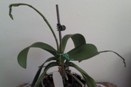 Bud Blast on Phalaenopsis Orchid