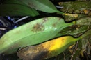 Brown Sunken Spots on Orchid