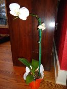 How to Grow a Gift Orchid