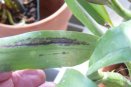 Elongated Discoloration on Cattleya Leaf