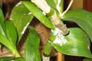 Powdery Substance on Orchid Leaves