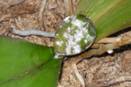 Powdery Substance on Orchid Leaves